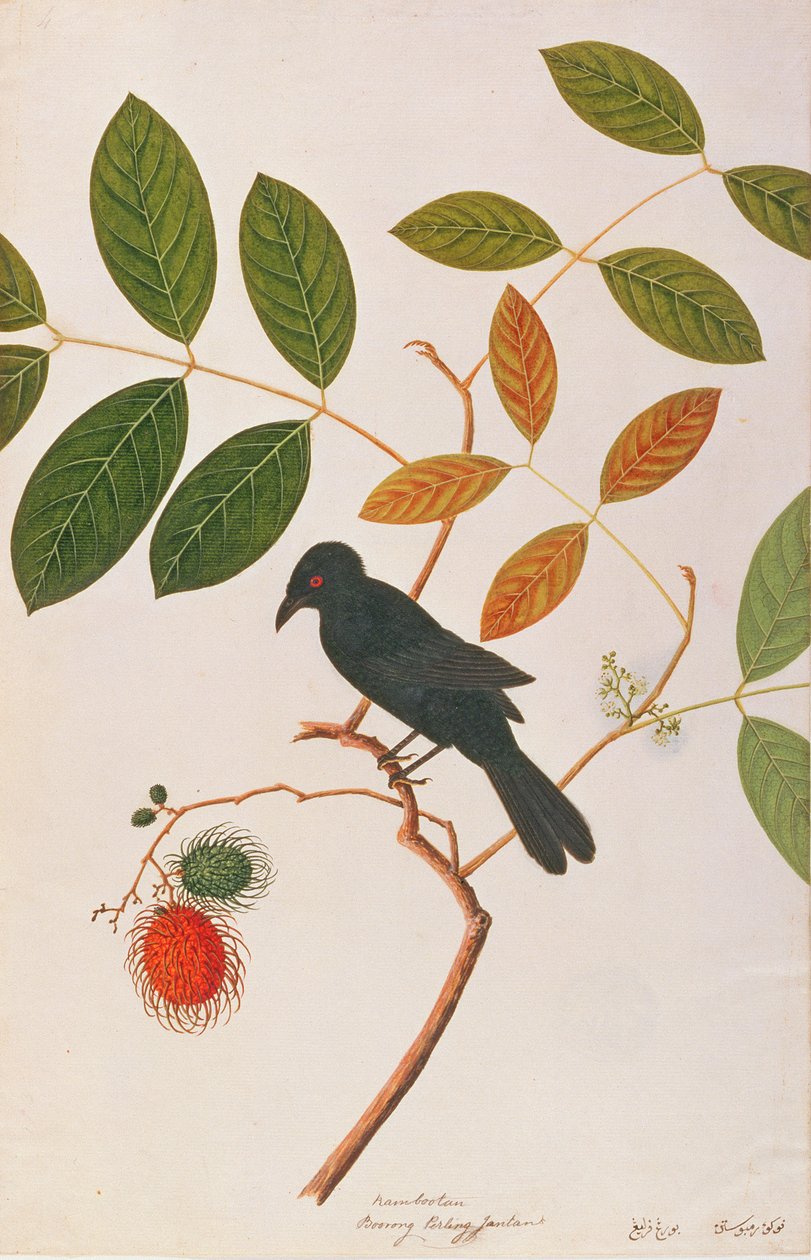 Kråknäbbsdrongo, från Drawing of Birds from Malacca, c.1805-18 (wc på papper) av Chinese School