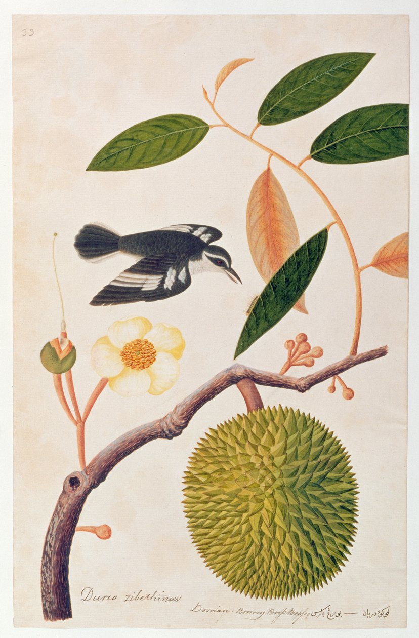 Durie zibethinus, Dorrian eller Boorong Brass Brass, från Drawings of Birds from Malacca, c.1805-18 (wc på papper) av Chinese School