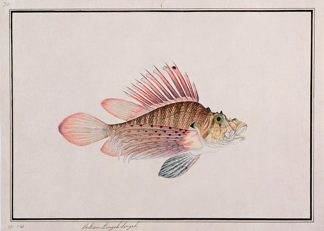 Eekan Linqah Singah, från Drawings of Fishes from Malacca, c.1805-18 (wc på papper) av Chinese School
