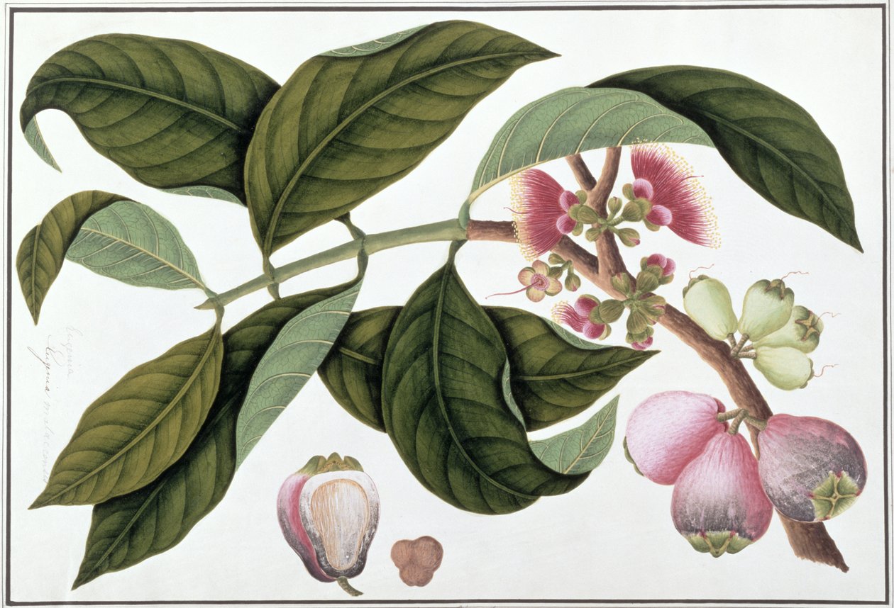 Eugenia eller Jamboo Teloie poote, från Drawings of Plants from Malacca, c.1805-18 (wc på papper) av Chinese School