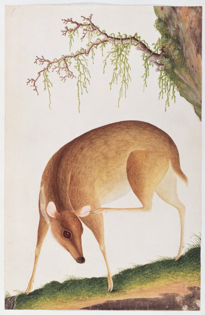 Fawn, från teckningar av djur, insekter och reptiler från Malacka, ca 1805-18 (wc och gouache på papper) av Chinese School