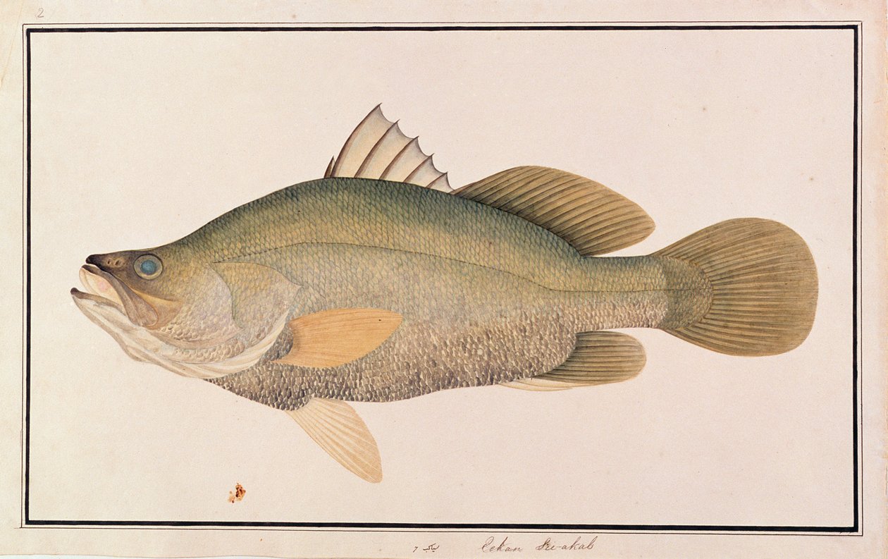 Jätteabborre, från teckningar av fiskar från Malacka, ca 1805-18 (wc på papper) av Chinese School