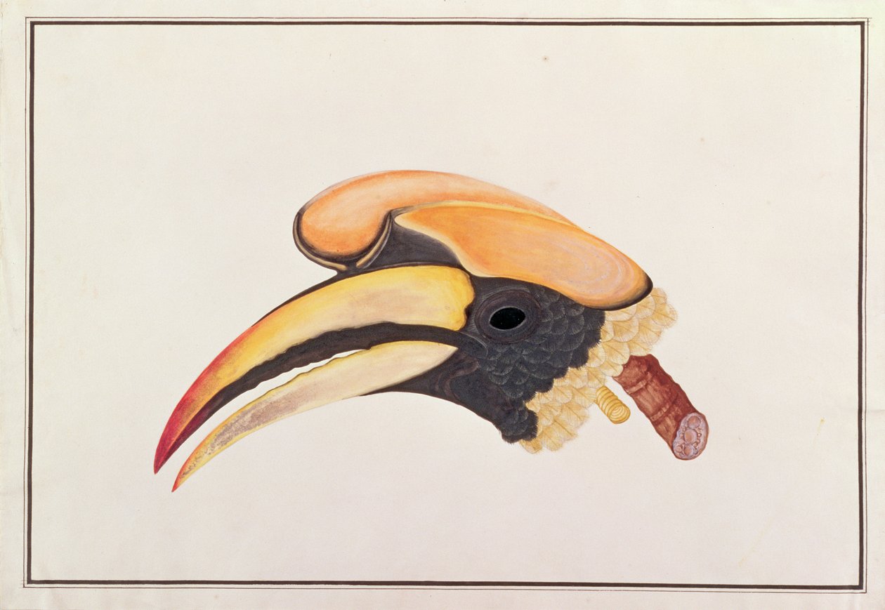 Stor näshornsfågel, från teckningar av fåglar från Malacka, c.1805-18 (wc på papper) av Chinese School