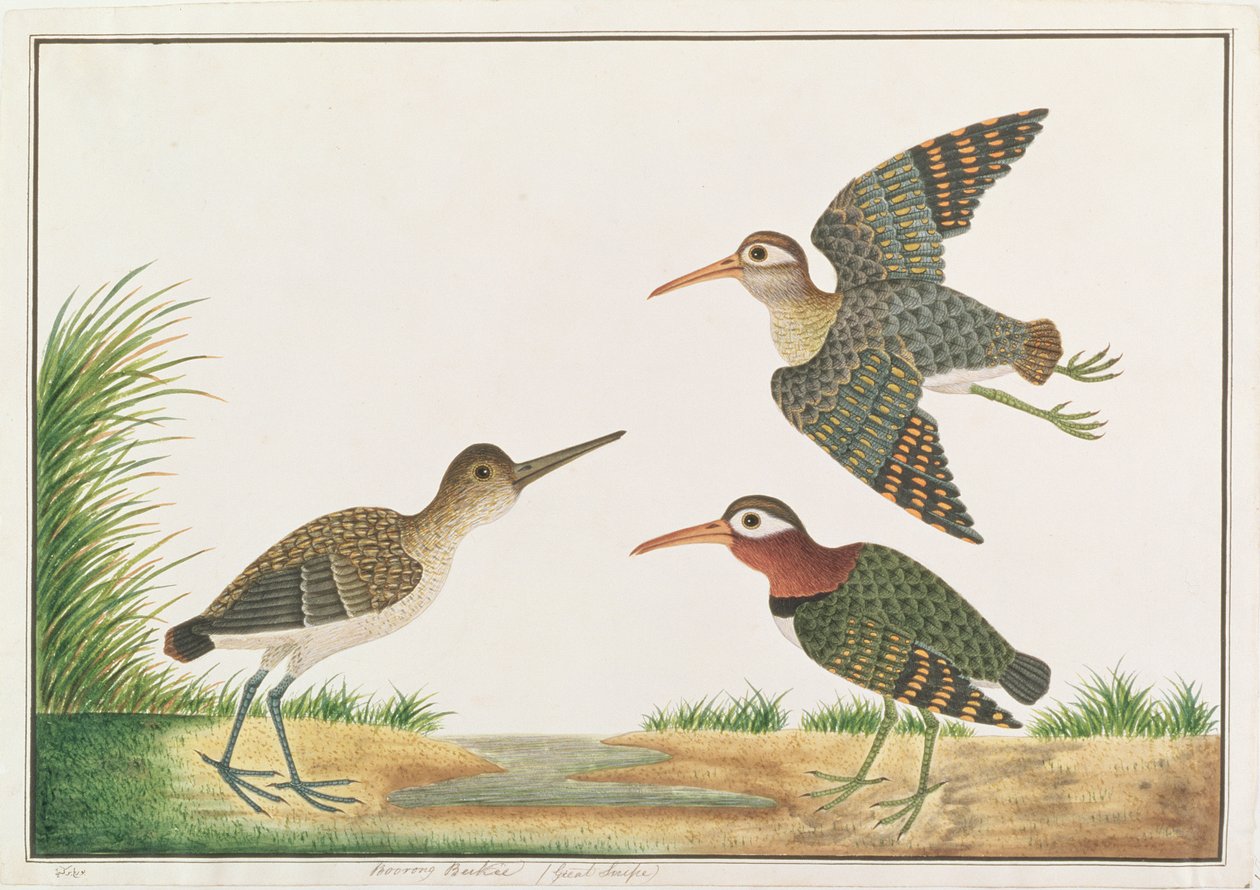 Större målad snipe, från teckningar av fåglar från Malacka, c.1805-18 (wc på papper) av Chinese School