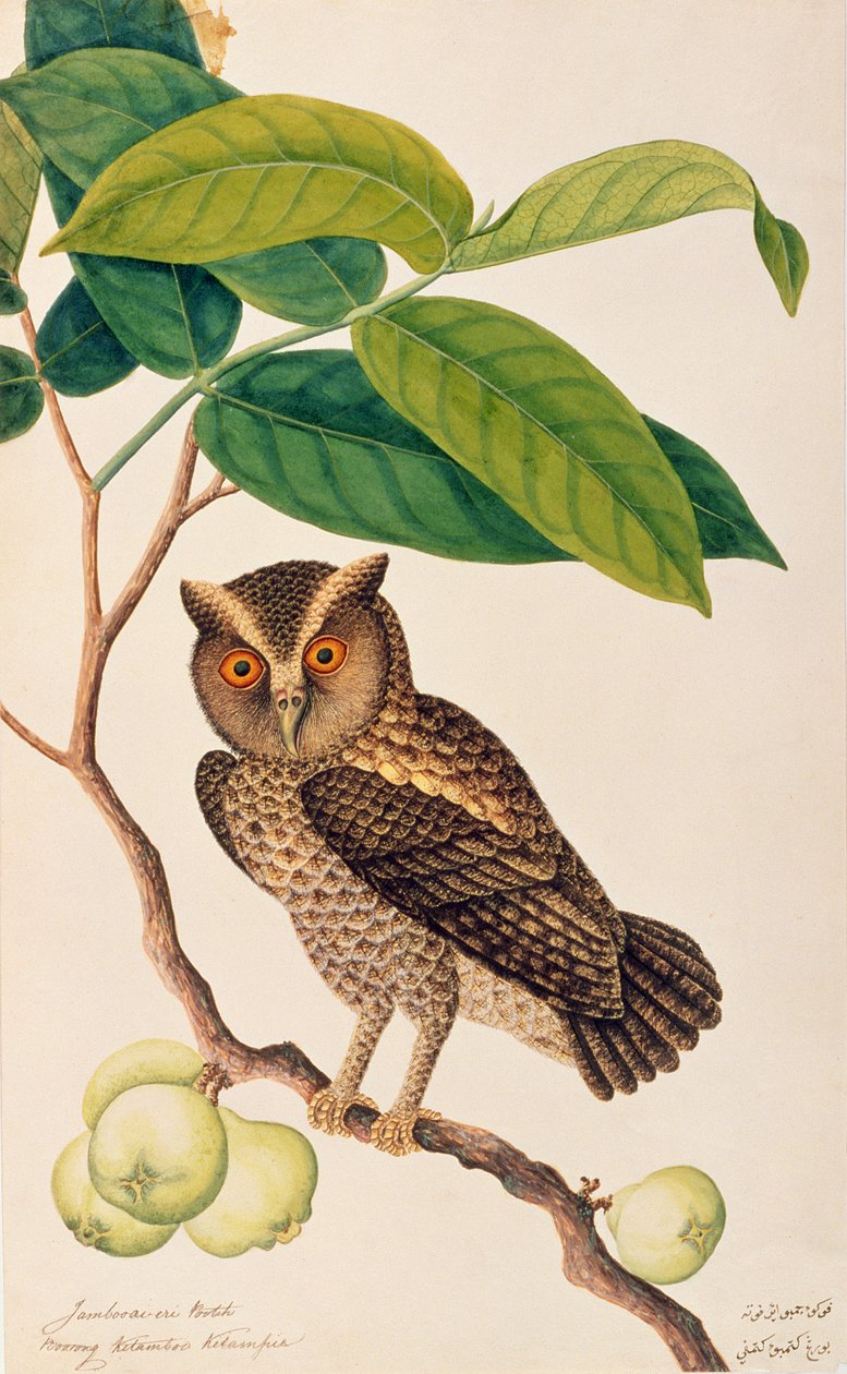 Jambooai-eri Pootih, Boorong Ketamboo Ketampin, från Drawings of Birds from Malacca, c.1805-18 (wc på papper) av Chinese School