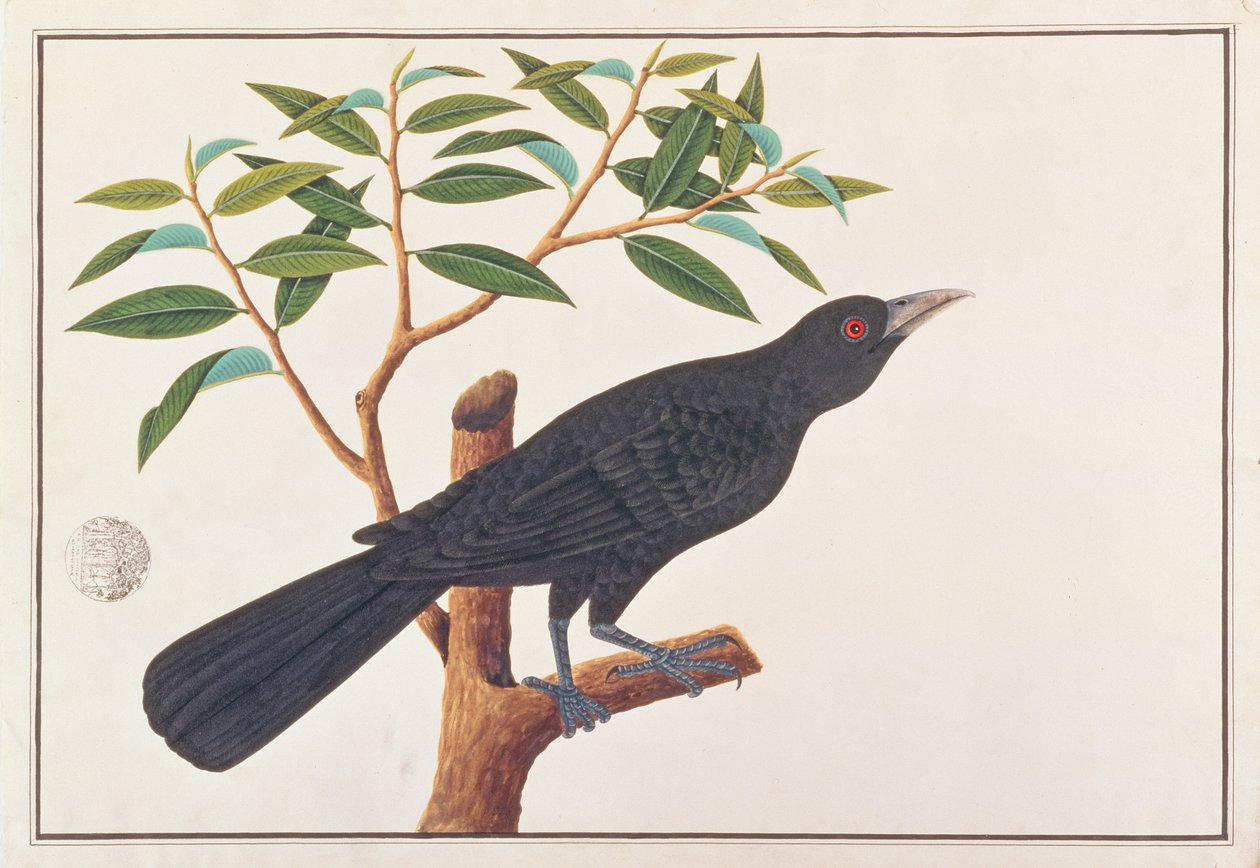 Koel, från Drawings of Birds from Malacca, c.1805-18 (wc på papper) av Chinese School