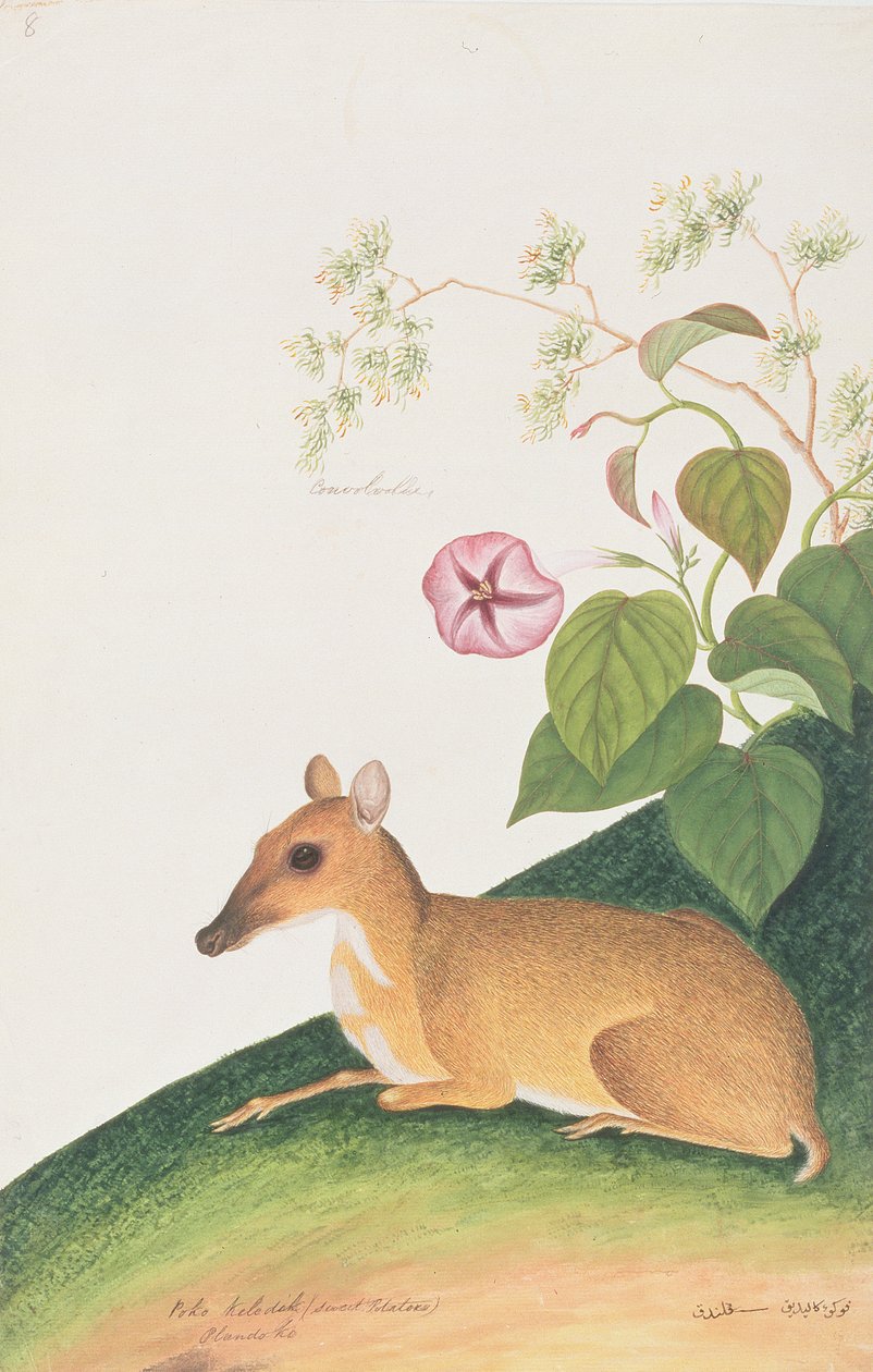 Lesser Mousedeer, från teckningar av djur, insekter och reptiler från Malacka, c.1805-18 (wc & gouache på papper) av Chinese School