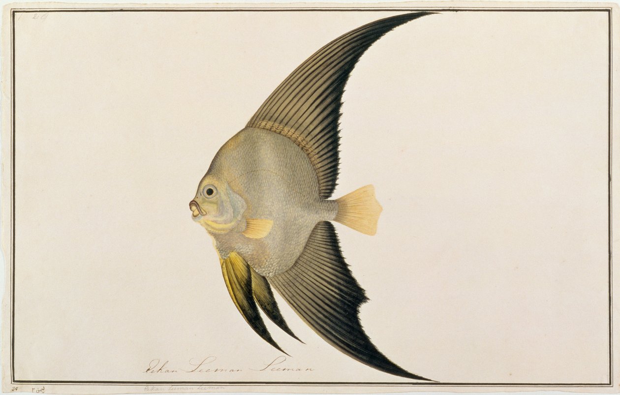 Långfenad fladdermusfisk, från teckningar av fiskar från Malacka, ca 1805-18 (wc på papper) av Chinese School
