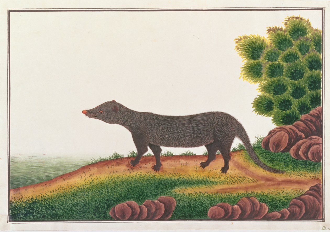 Mongoose, från teckningar av djur, insekter och reptiler från Malacka, c.1805-18 (gouache & wc på papper) av Chinese School