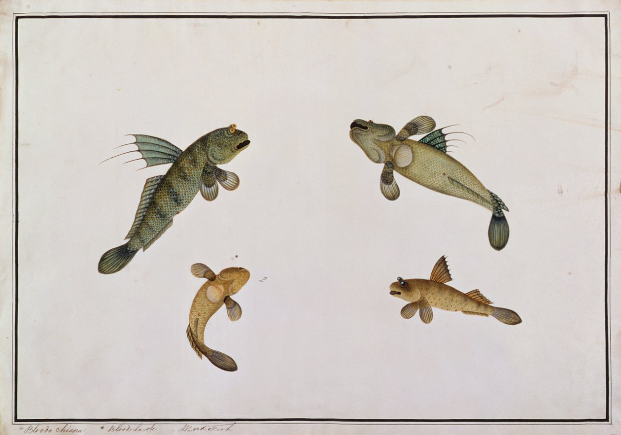 Mud Fish, Bloodo chiena, Bloodo La-ore, från Drawings of Fishes from Malacca, c.1805-18 (wc på papper) av Chinese School