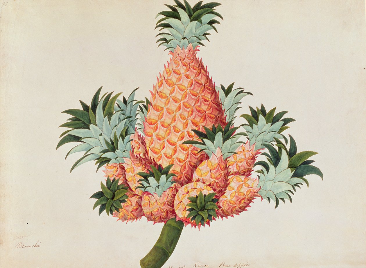 Nanas eller ananas, från Drawings of Plants from Malacca, c.1805-18 (wc på papper) av Chinese School