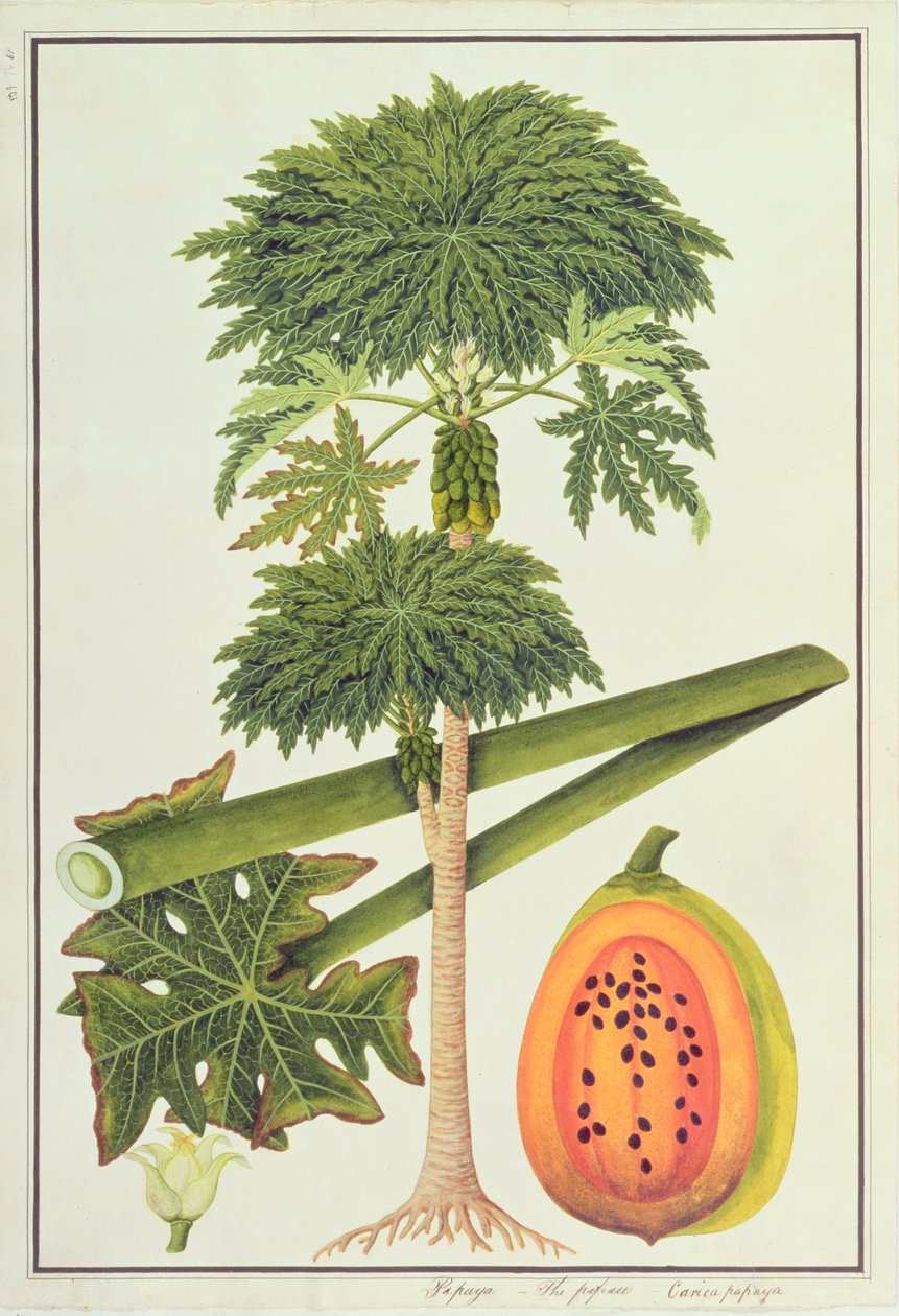 Papaya, The Papau eller Caica Papaya, från Drawings of Plants from Malacca, c.1805-18 (wc på papper) av Chinese School