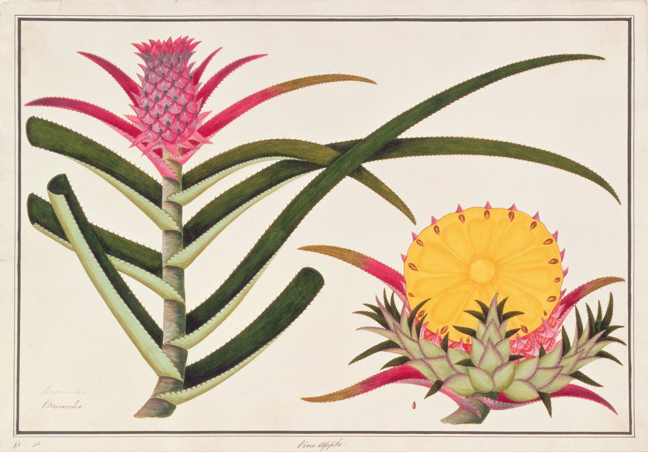 Ananas eller Bromelia, från Drawings of Plants from Malacca, c.1805-18 (wc på papper) av Chinese School
