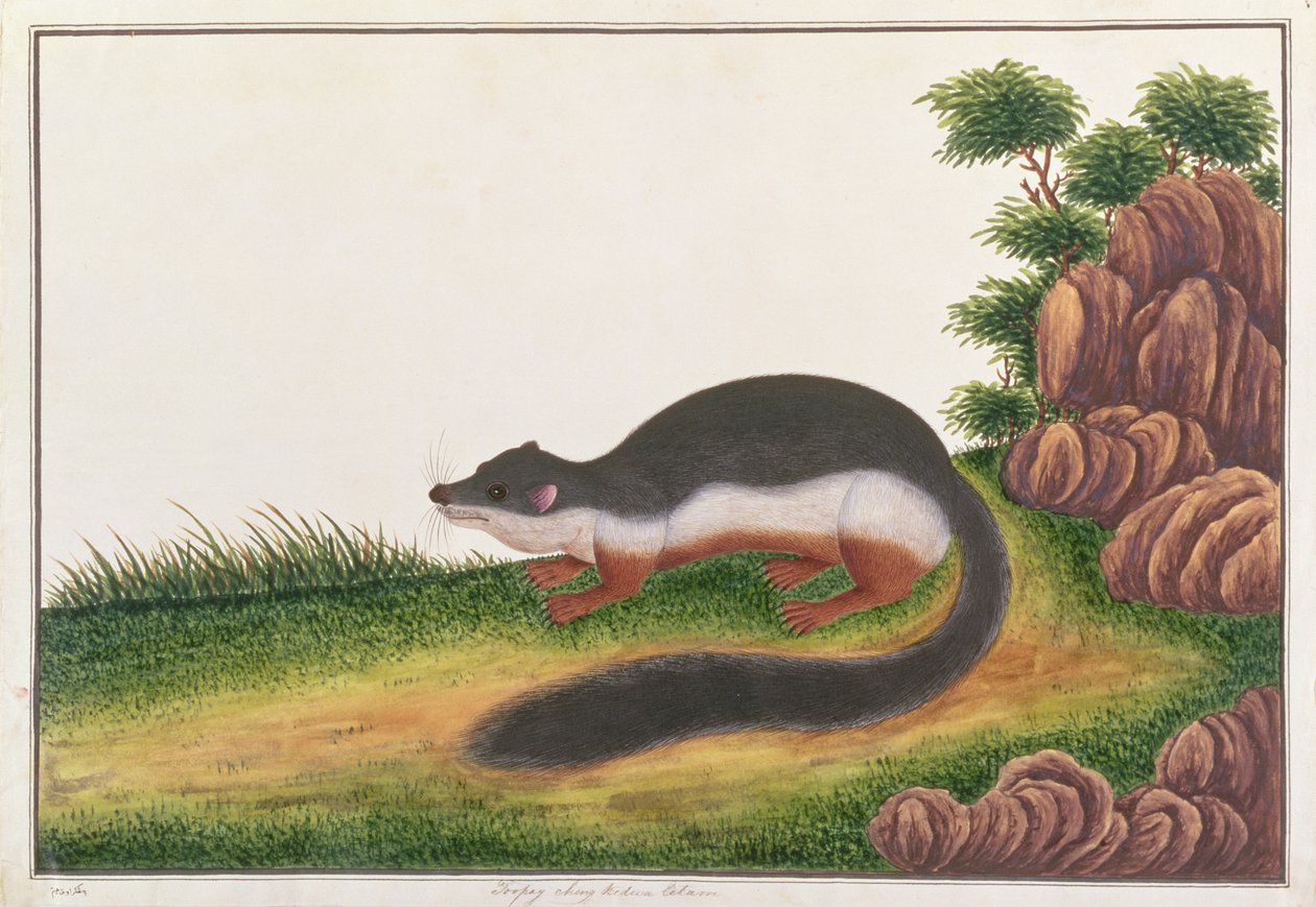 Prevosts Squirrel, från Drawings of Animals, Insects and Reptiles from Malacca, c.1805-18 (gouache och wc på papper) av Chinese School