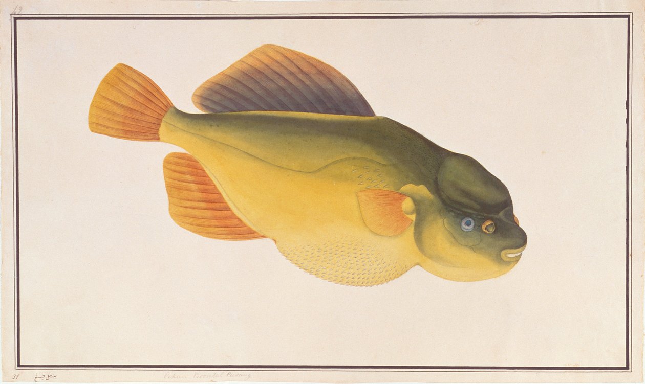 Putterfish, från Drawings of Fishes from Malacca, c.1805-18 (wc på papper) av Chinese School