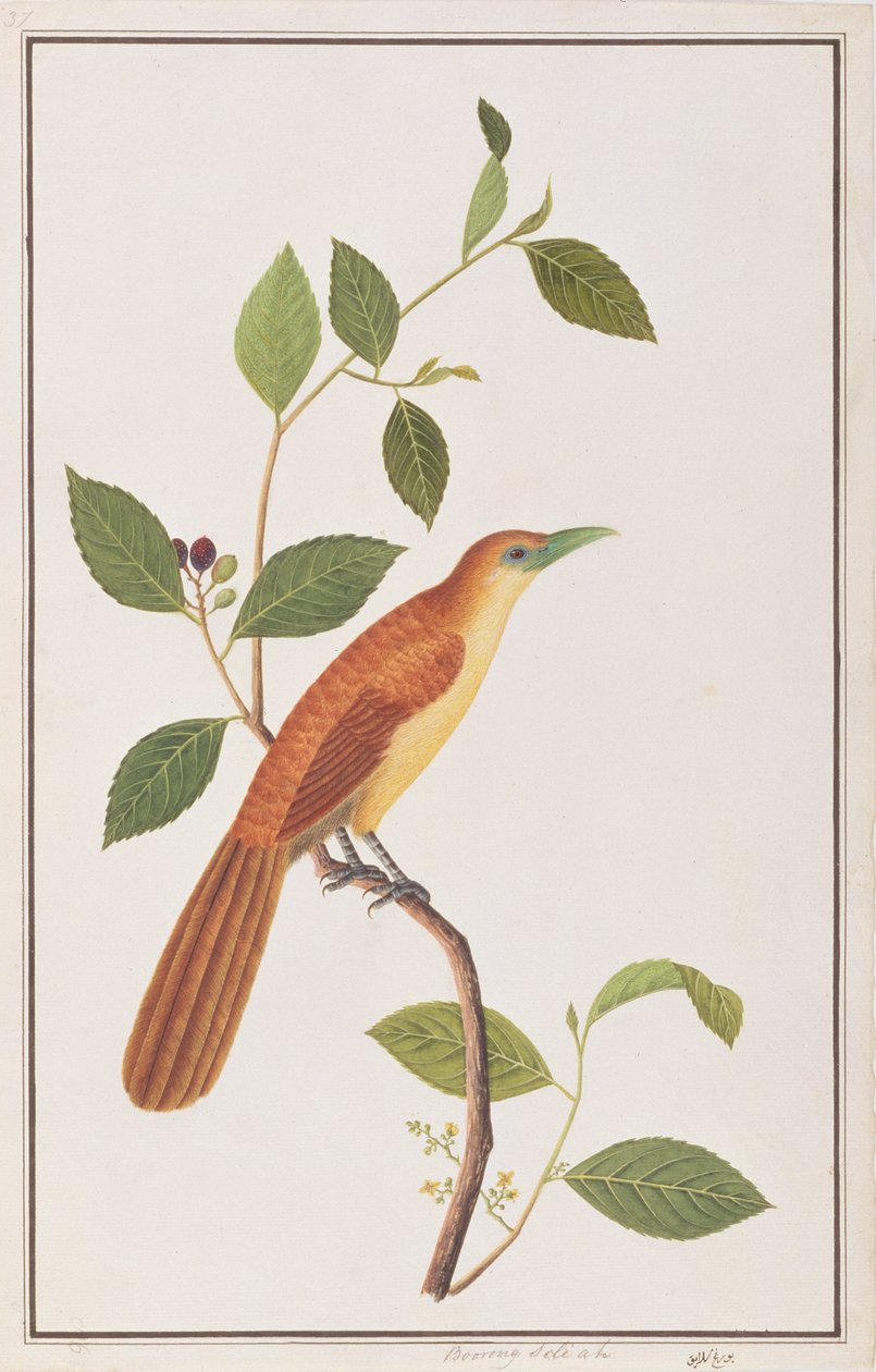 Raffles Malkoha, från Drawings of Birds from Malacca, c.1805-18 (wc på papper) av Chinese School