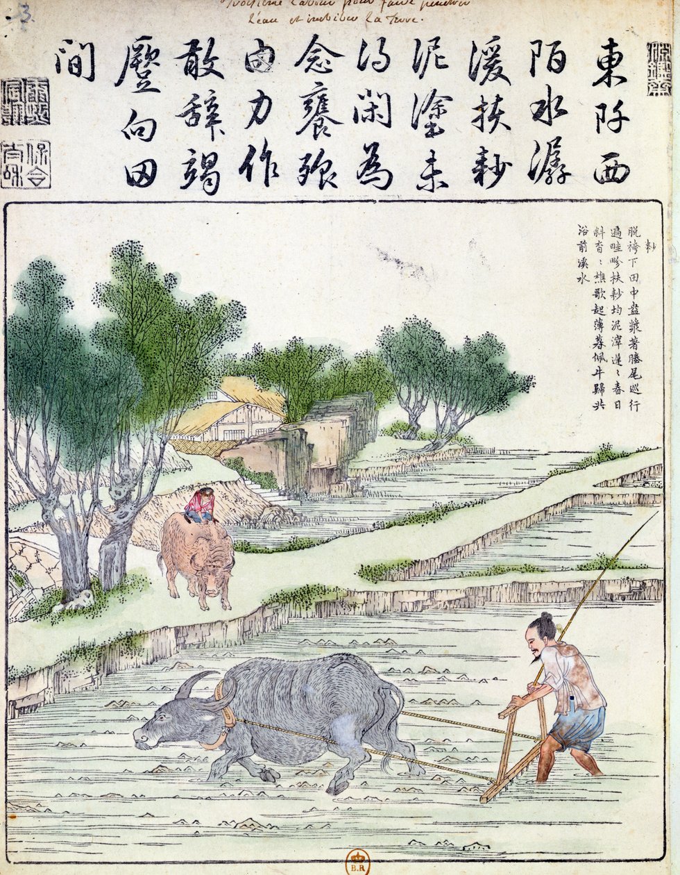 Risodling i Kina av Chinese School