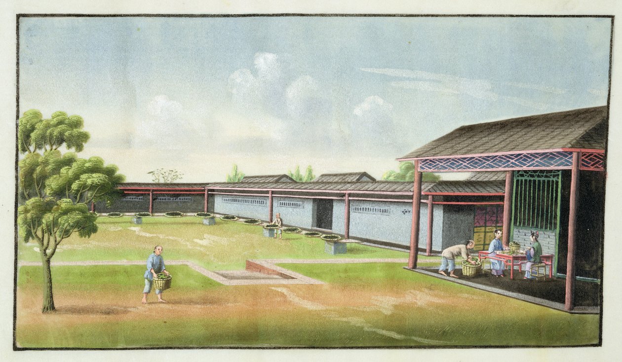 Sortera små blad för torkning (wc på papper) av Chinese School