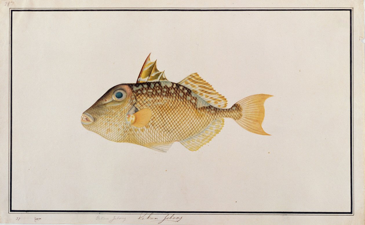 Starry Triggerfish, från Drawings of Fishes from Malacca, c.1805-18 (wc på papper) av Chinese School