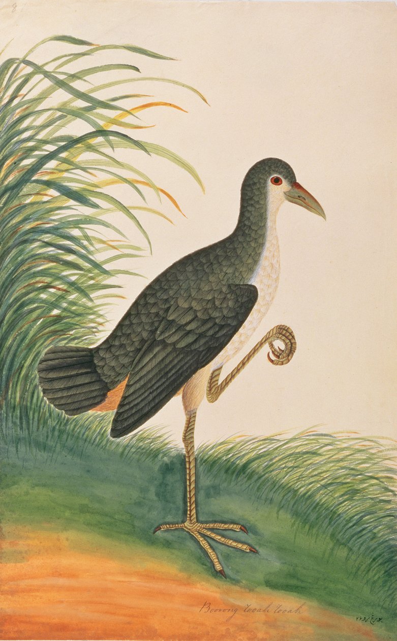 Vitbröstad Waterhen, från Drawings of Birds from Malacca, c.1805-18 (wc på papper) av Chinese School