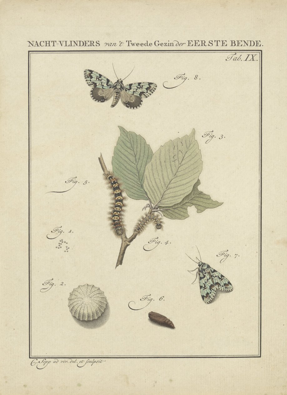 nattfjärilar Moths of the Second Family of the First Gang (titel på objekt) av Christiaan Sepp