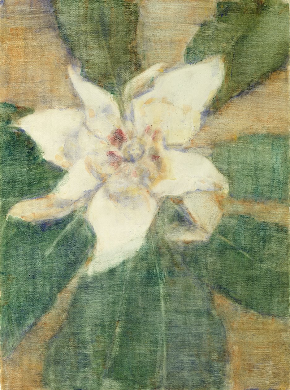 Magnolia Grandiflora (tempera på duk) av Christian Rohlfs