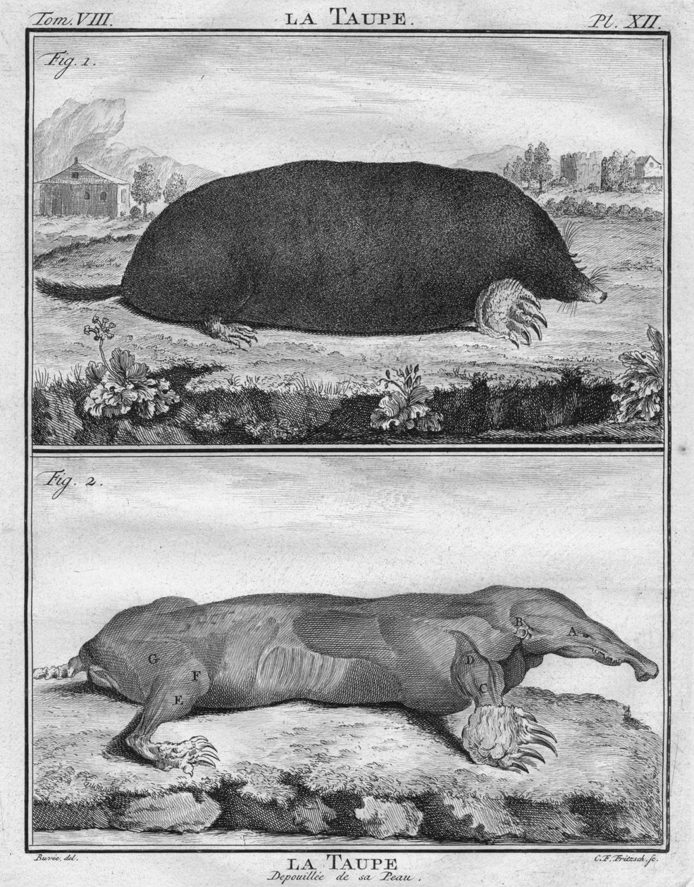 Mullvaden & mullvaden avskalad av hennes hud, c1763. av Christian Friedrich Fritzsch