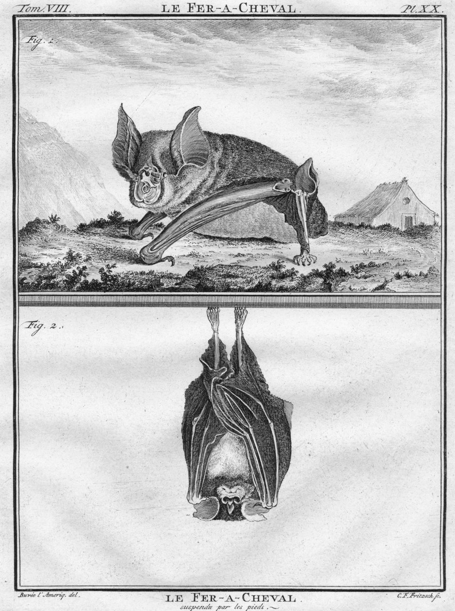 Le Fer-A-Cheval och Le Fer-A-Cheval Suspended by the Feet, c1763. av Christian Friedrich Fritzsch