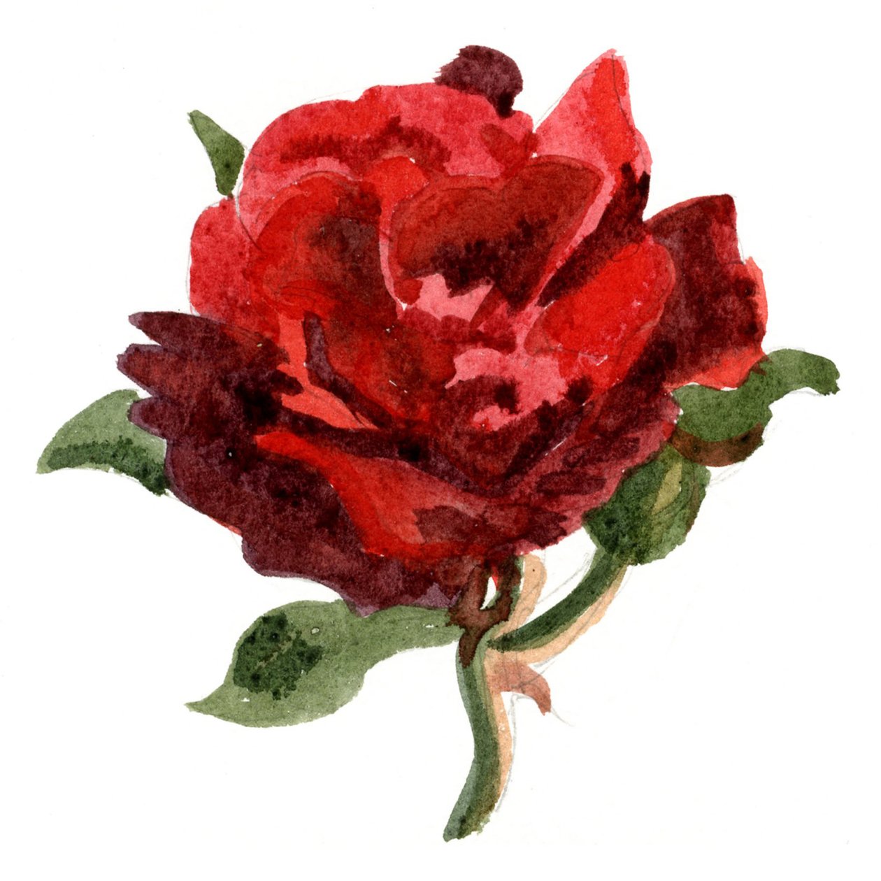 Red Rose, 2011 (akvarell på papper) av Christian Furr