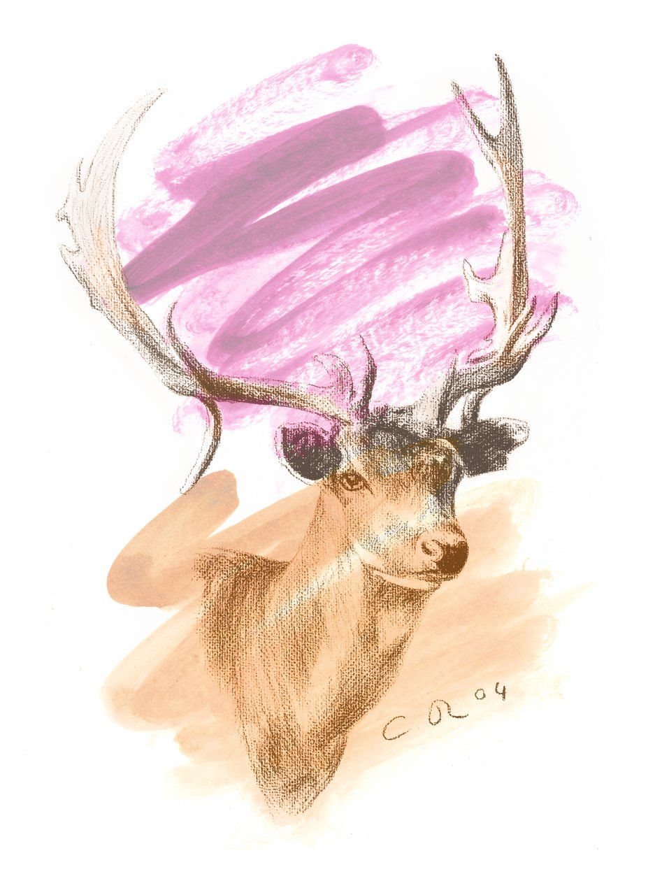 Stags Head - Cerise Sienna, 2004 (olja och conte på papper) av Christian Furr