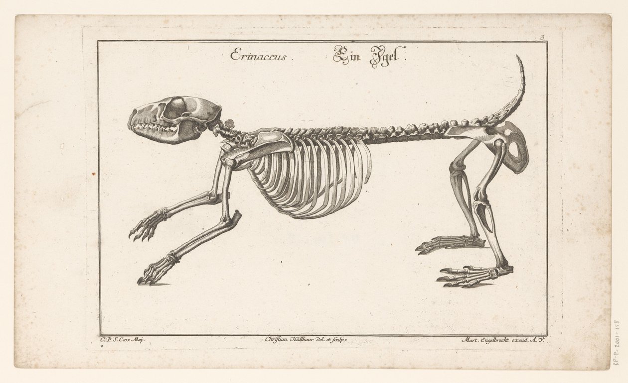 Skelett av en igelkott Erinaceus / Ein Egel (titel på objekt) Unterschiedliche Sceleta eller Bone-Cörper (serietitel) av Christian Hallbaur