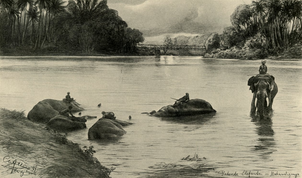 Elefanter som badar i Mahaweli-floden, Ceylon, 1898. av Christian Wilhelm Allers
