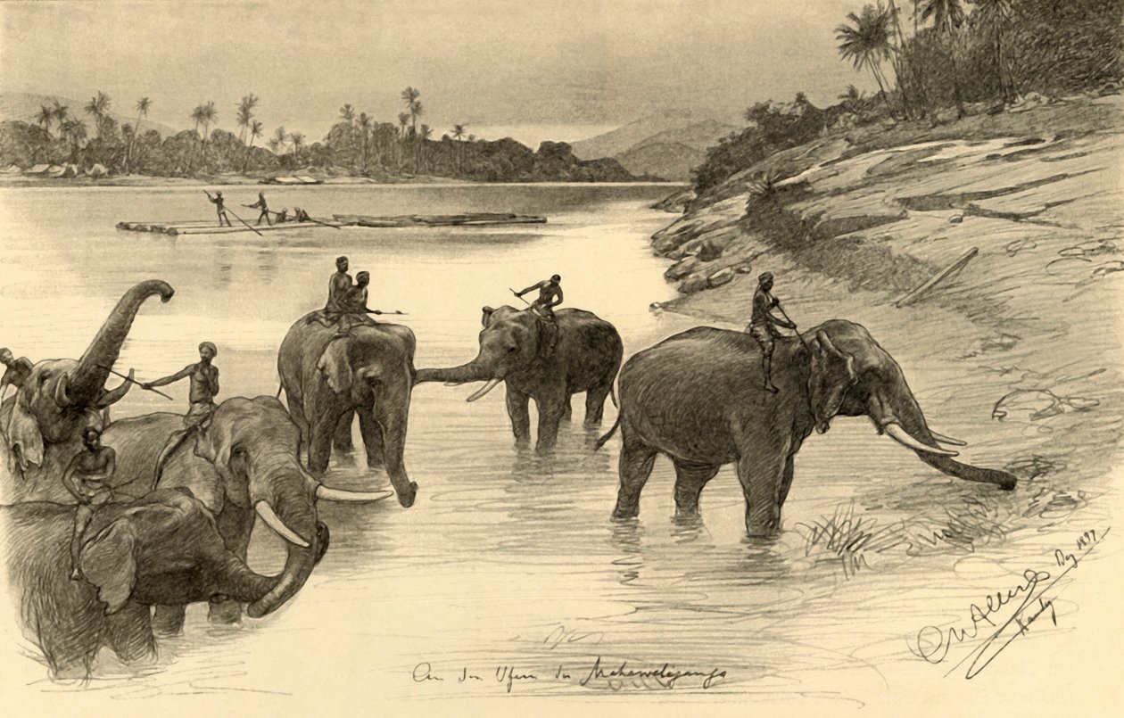 Elefanter på stranden av Mahaweli-floden, Ceylon, 1898. av Christian Wilhelm Allers