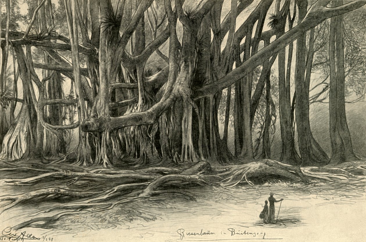 Jätteträd i Buitenzorg, Java, 1898. av Christian Wilhelm Allers