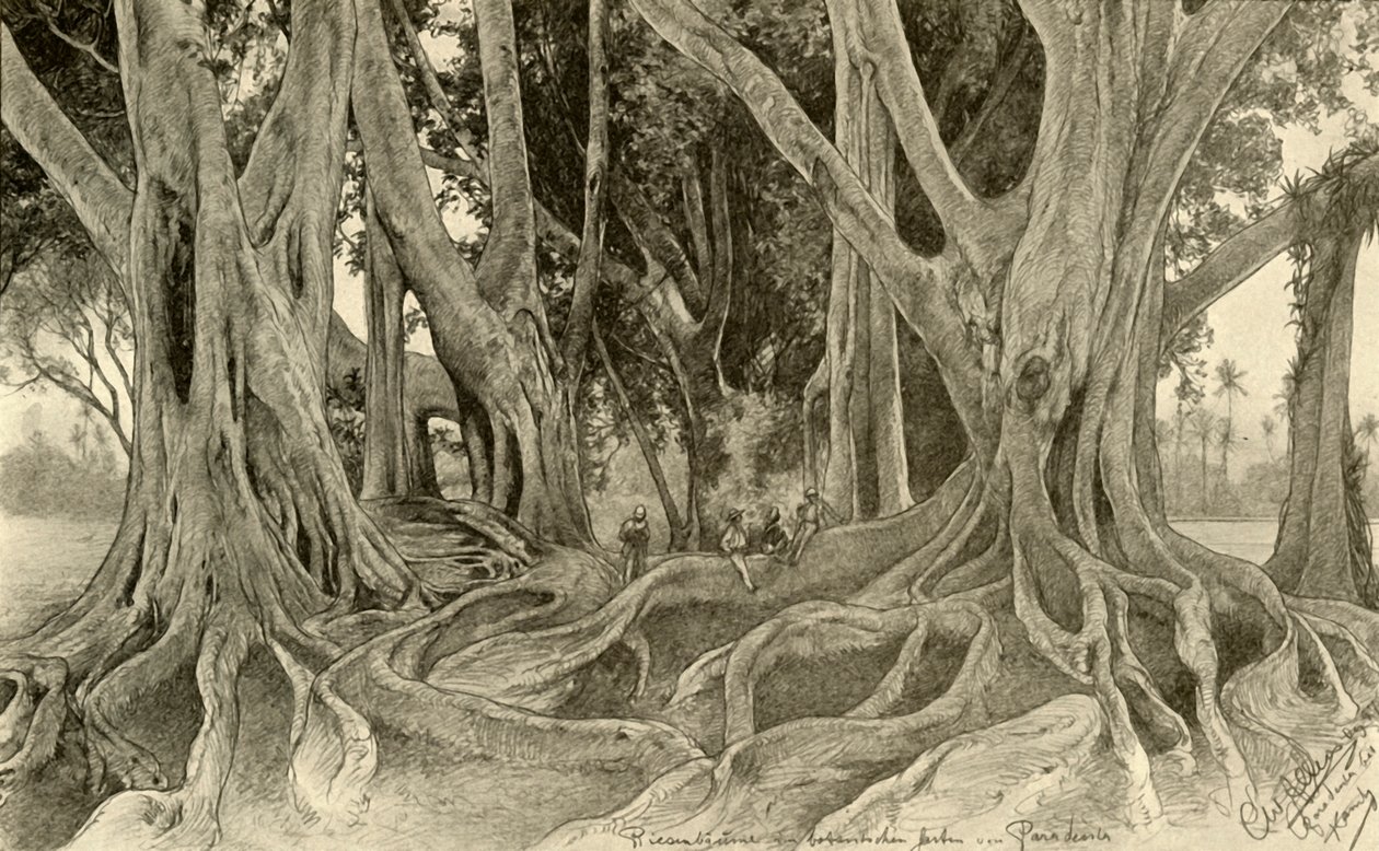 Jätteträd i den botaniska trädgården, Peradeniya, Kandy, Ceylon, 1898. av Christian Wilhelm Allers