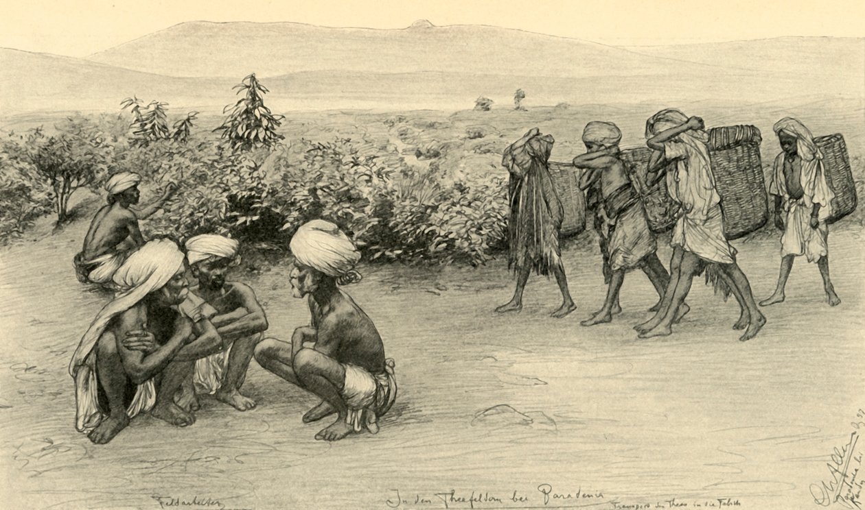 Teplockare, Peradeniya, Ceylon, 1898. av Christian Wilhelm Allers