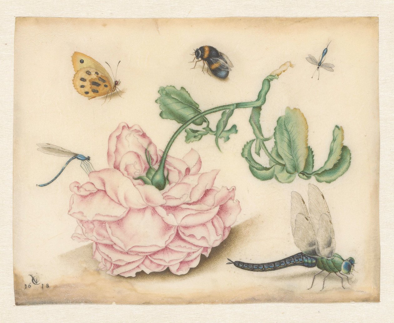 En ros och fem insekter av Christoffel van den Berghe