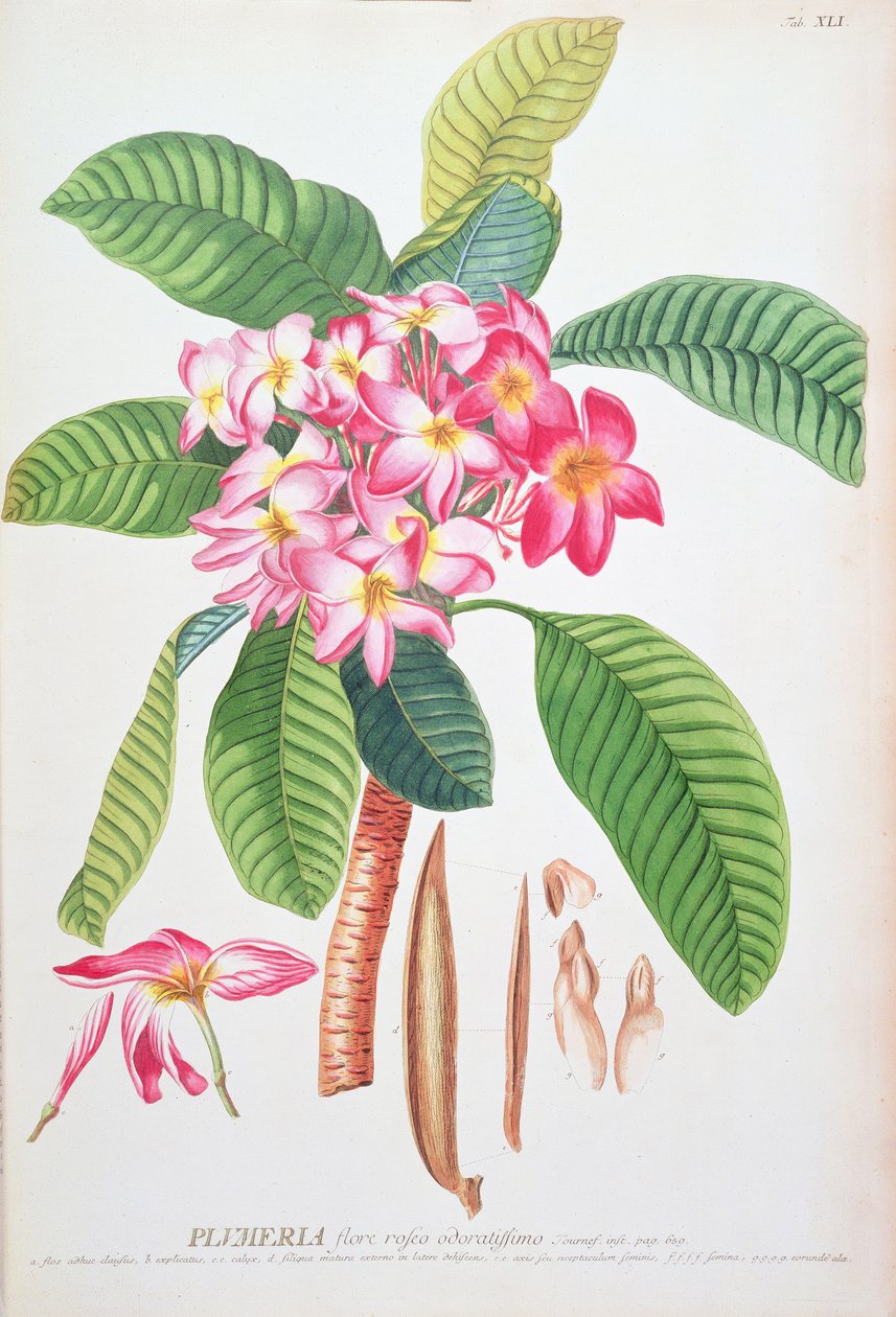 Plumeria: från Plantae Selectae, av Christoph Jacob Trew och Georg Dionysius Ehret (1710-70); Frangipanier; av Christoph Jacob & Ehert Georg Dionysius (1708/9 70) Trew