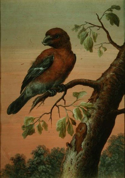 En papegoja på en gren, (gouache),(se även 60076) av Christoph Ludwig Agricola