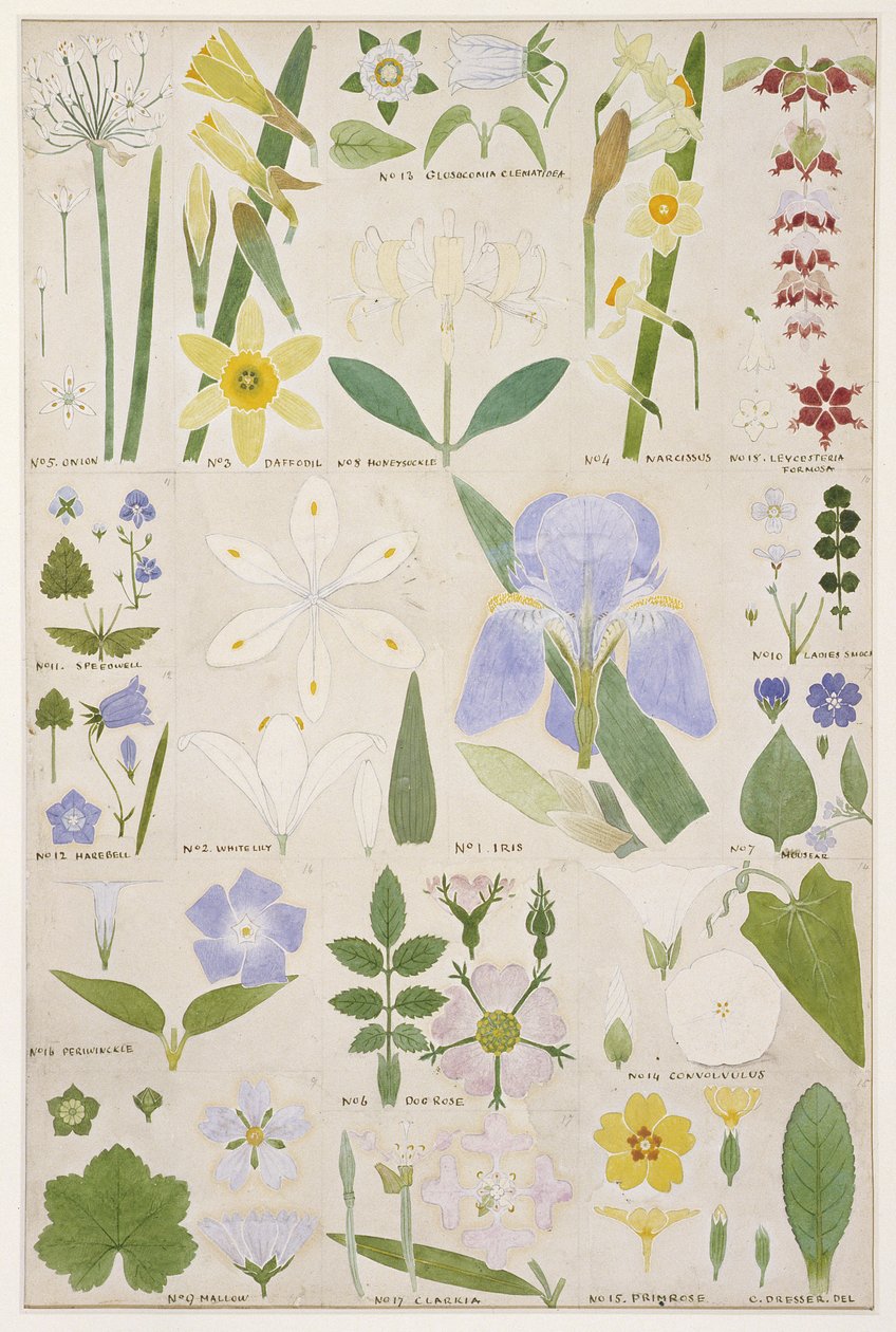 Botanisk illustration, original från Owen Jones (1809-74) "The Grammar of Ornament", 1856 (penna, wc) av Christopher Dresser