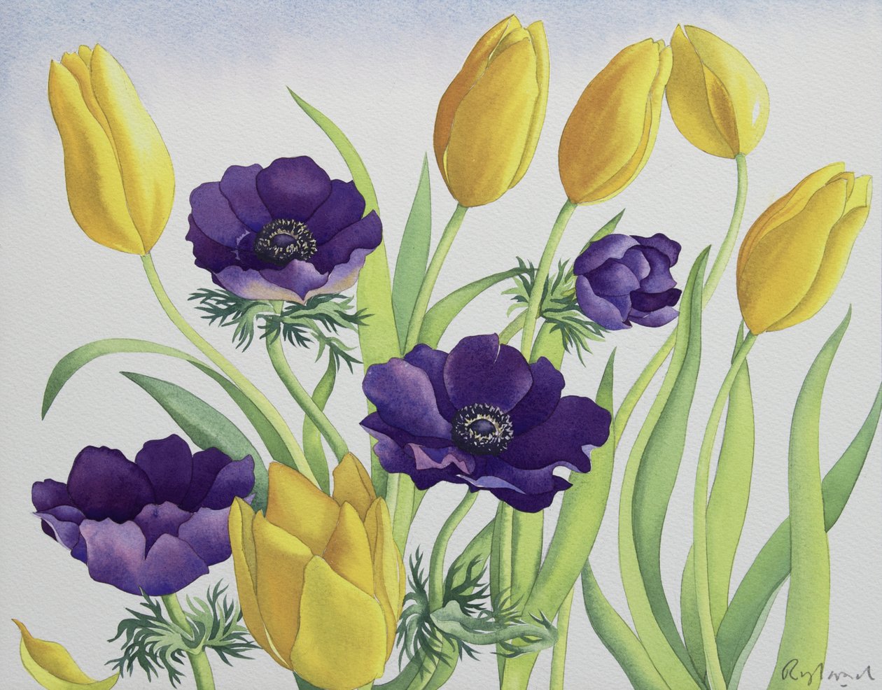 Tulpaner och anemoner av Christopher Ryland
