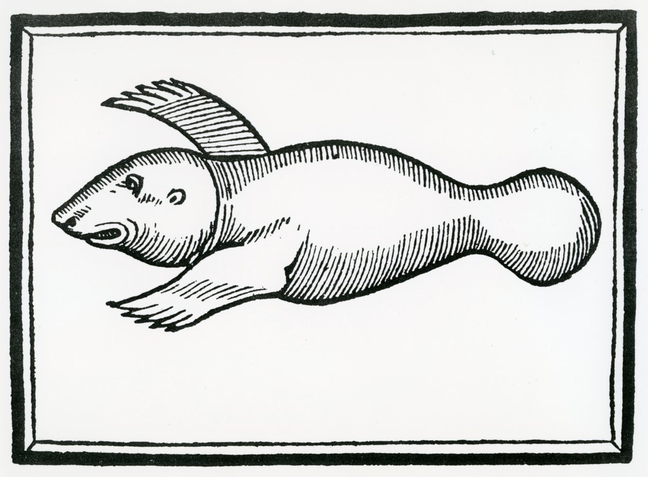 En fisk kallad "Manati" från "la Historia general de las Indias" 1547 av Christopher Columbus