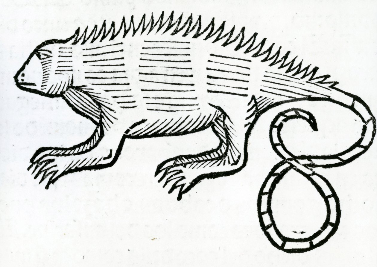 Leguan från "la Historia general de las Indias" 1547 av Christopher Columbus