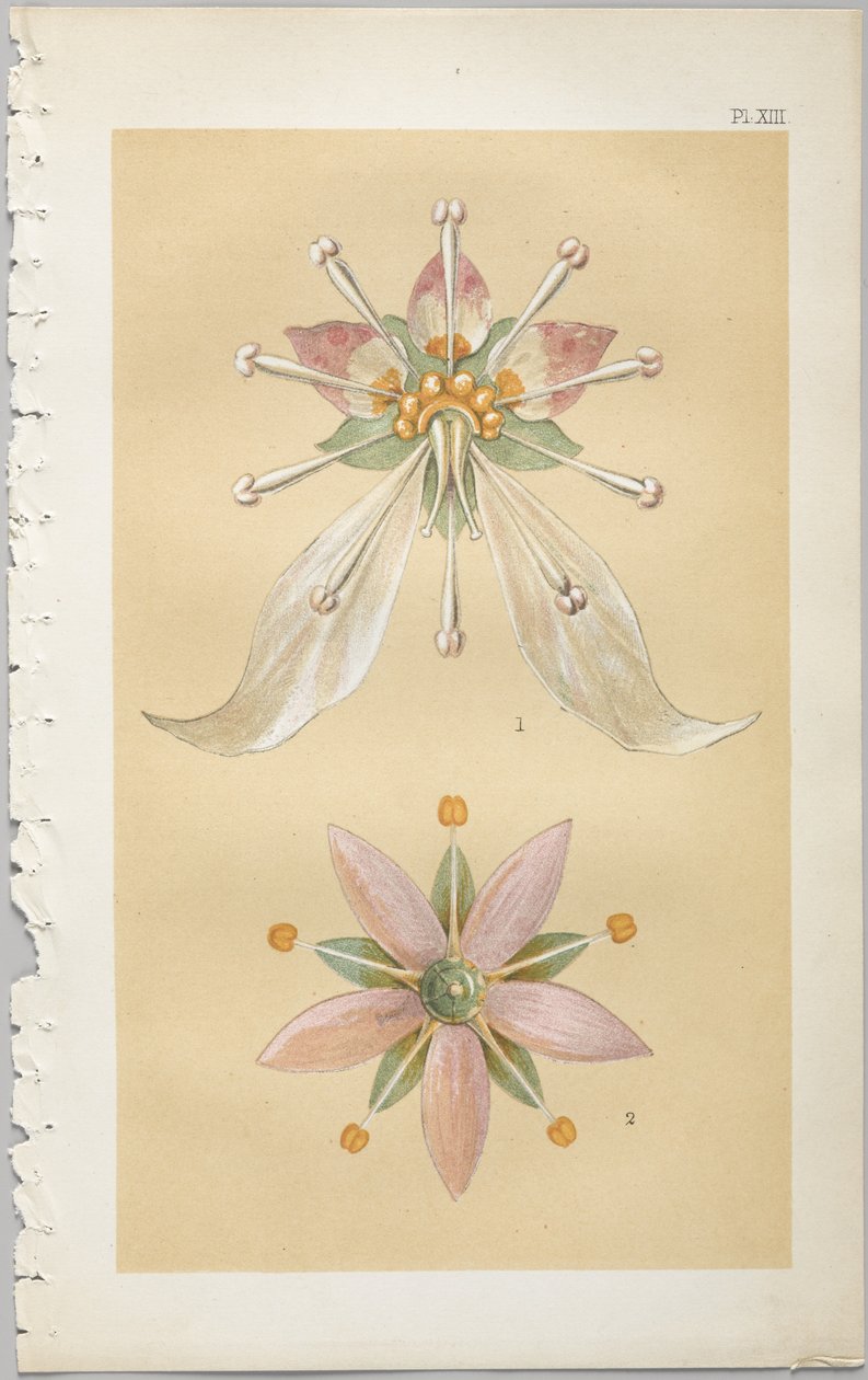 Konsten att dekorativ design: med en bilaga, som visar de timmar på dygnet då blommor öppnar, publicerad av Day & Son, London, 1862 av Christopher Dresser