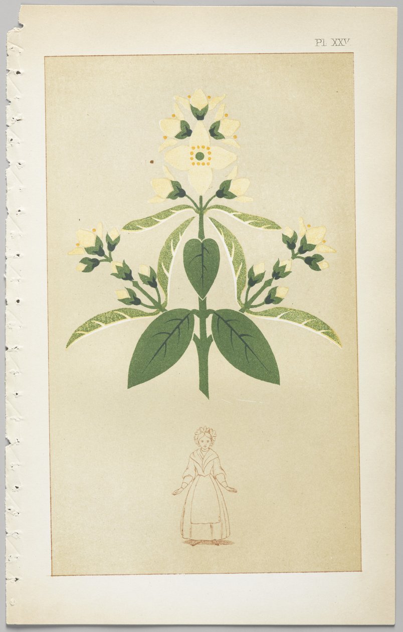 Konsten att dekorativ design: med en bilaga, som visar de timmar på dygnet då blommor öppnar, publicerad av Day & Son, London, 1862 av Christopher Dresser