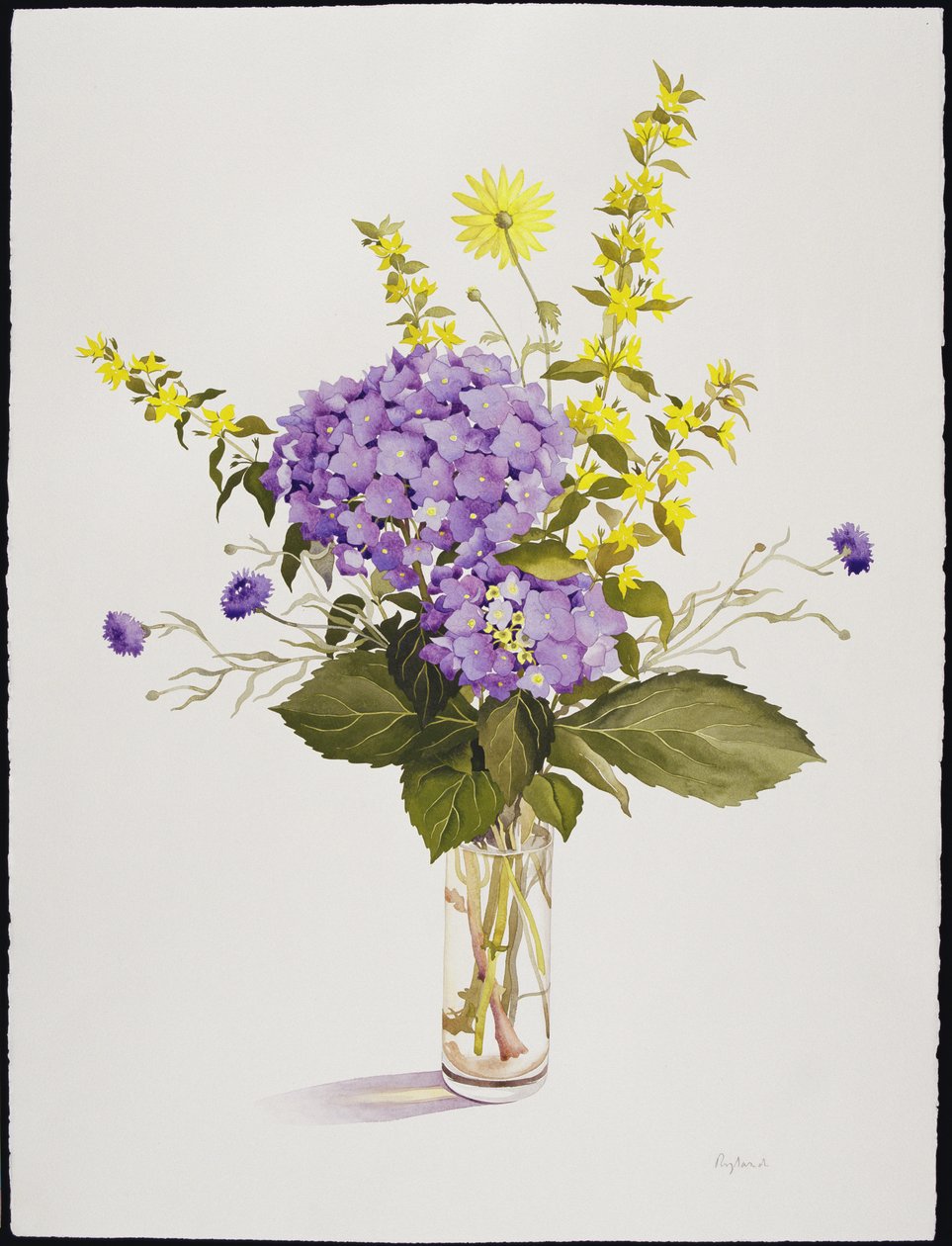 Blå hortensia med gul lösstrife (wc) av Christopher Ryland
