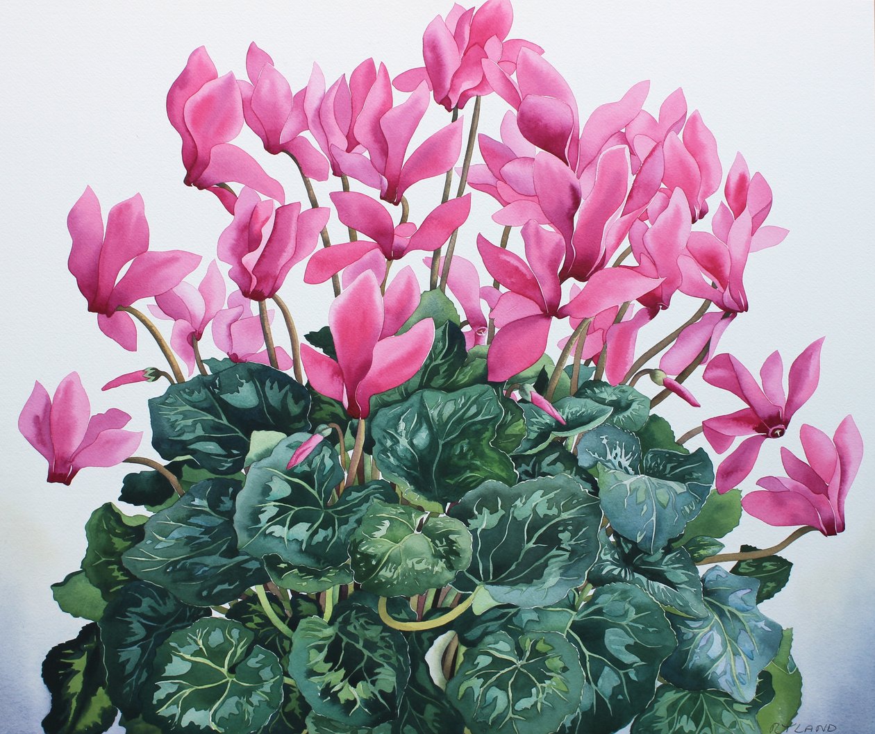 Cyclamen porträtt av Christopher Ryland