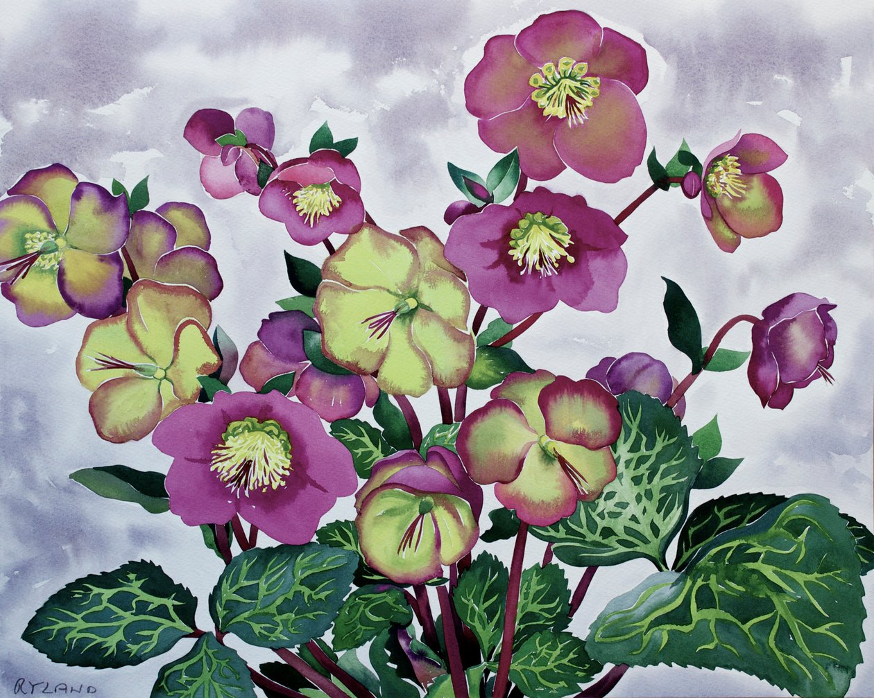 Helleborus (2)swed av Christopher Ryland