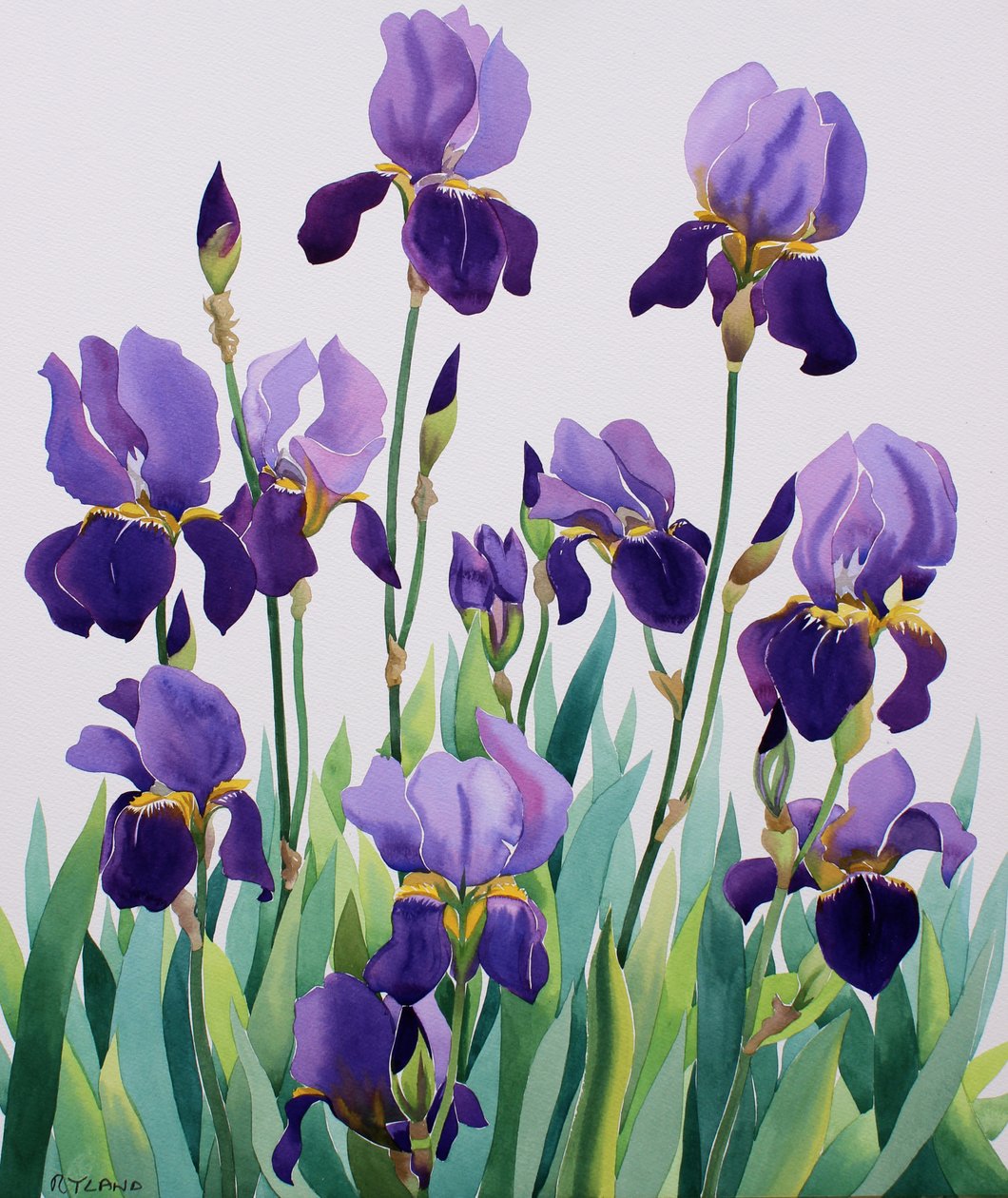 Lila iris av Christopher Ryland