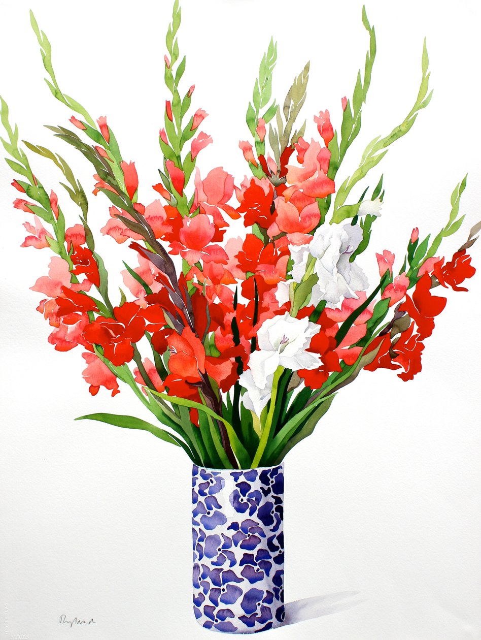 Röd och vit gladioli (akvarell på papper) av Christopher Ryland